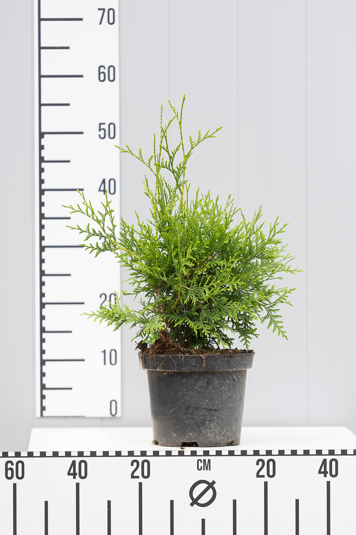 Туя западная Брабант